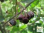 aronia