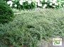 cotoneaster