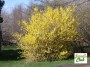 forsythia