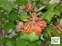 lonicera7