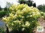 sambucus