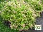 spirea