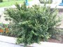 Cotoneaster acutifolia