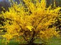 Forsythia Lynwood Gold