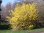 Forsythia Northern Gold C.O.P.F.