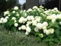 Hydrangea arb. Annabelle