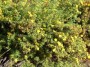 Potentille fruticosa Gold Star