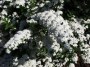 Spirea Nipponica Snowmound