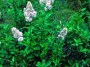 Spirea latifolia