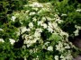 Spirea nip. Halward’s Silver